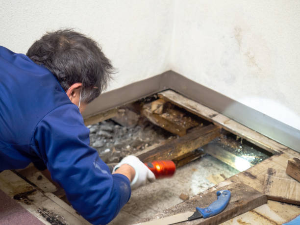 Best Home Mold Removal  in Marin City, CA