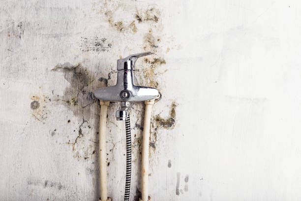 Best Toxic Mold Removal  in Marin City, CA