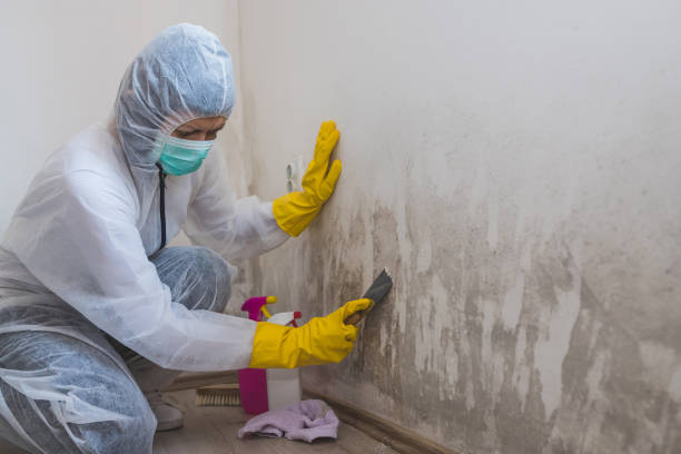 Best Mold Removal Specialists  in Marin City, CA