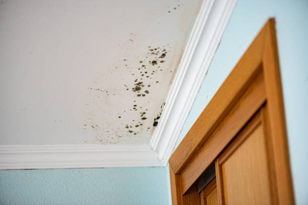 Best Black Mold Removal  in Marin City, CA
