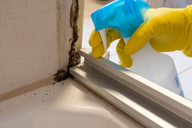 Best Local Mold Removal Service  in Marin City, CA