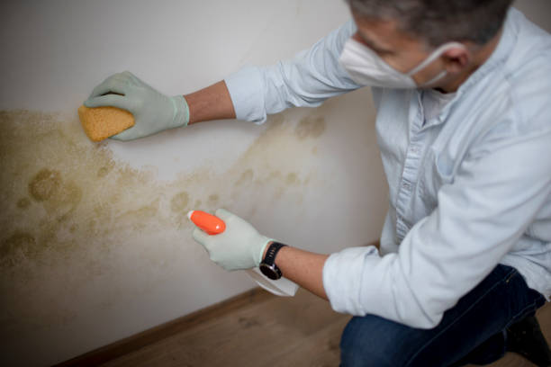 Reliable Marin City, CA Mold Removal Solutions