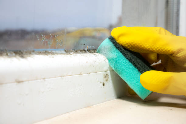 Best Mold Damage Repair  in Marin City, CA