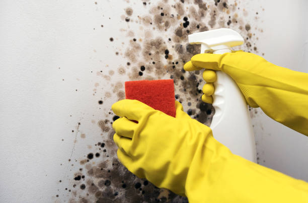 Best Water Damage Restoration  in Marin City, CA