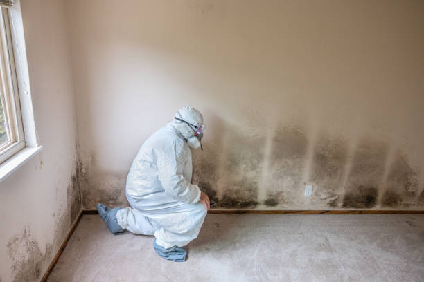 Best Home Mold Removal  in Marin City, CA