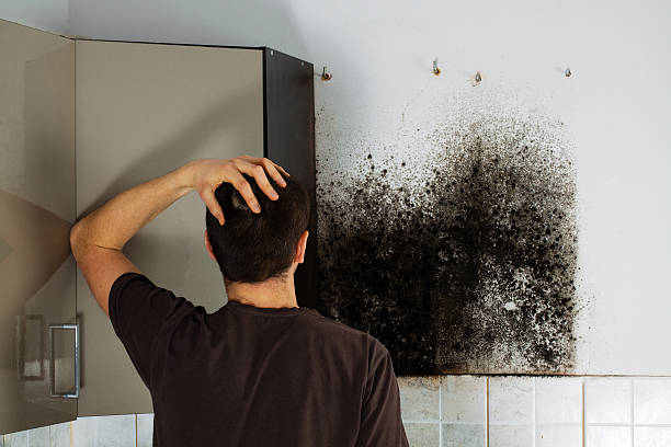 Best Local Mold Removal Service  in Marin City, CA