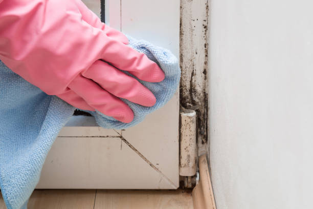 Best Residential Mold Removal  in Marin City, CA