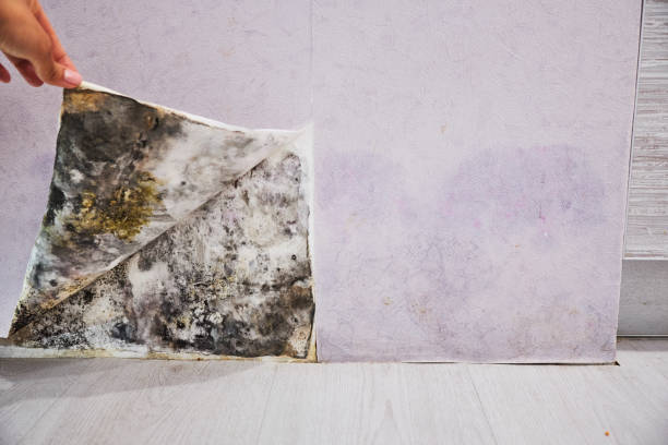 Best Same-Day Mold Removal  in Marin City, CA